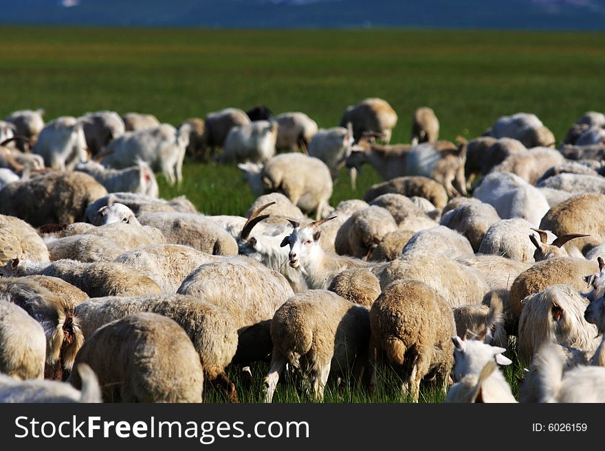 The meaning of Nalin Gol in Mongolian is the thread of water.It is in the Xilin Gol, Inner Mongolia china.Sheep were eating grass. The meaning of Nalin Gol in Mongolian is the thread of water.It is in the Xilin Gol, Inner Mongolia china.Sheep were eating grass.