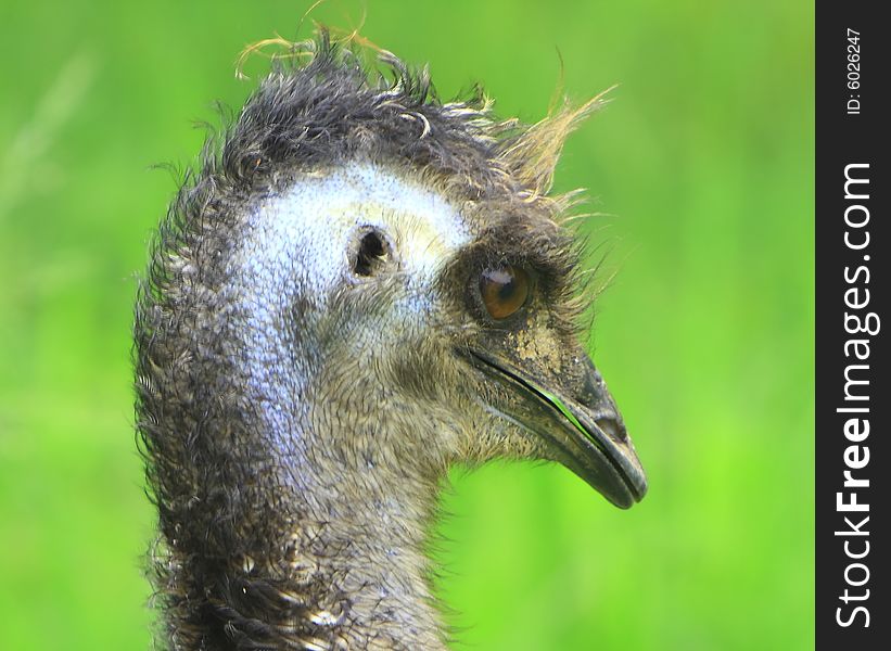 Portrait head shot of a Emu bird