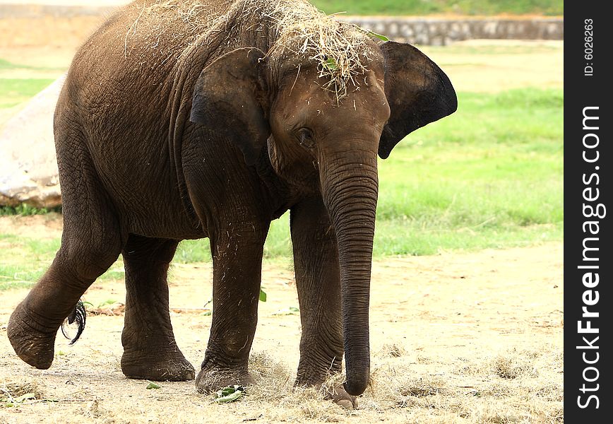 A hot summer afternoon, and this elephant was thirsty, and playing with water