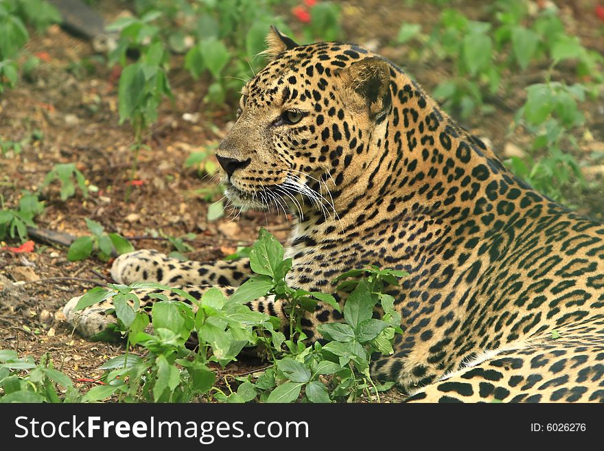 Leopard is looking, the charismatic face and ferocious eye