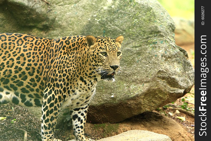 Leopard is looking, the charismatic face and ferocious eye