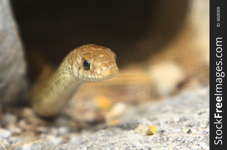 Snake was enjoying early afternoon winter sun; just out of its hole