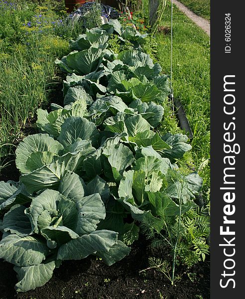 Cabbage growing on garden bed