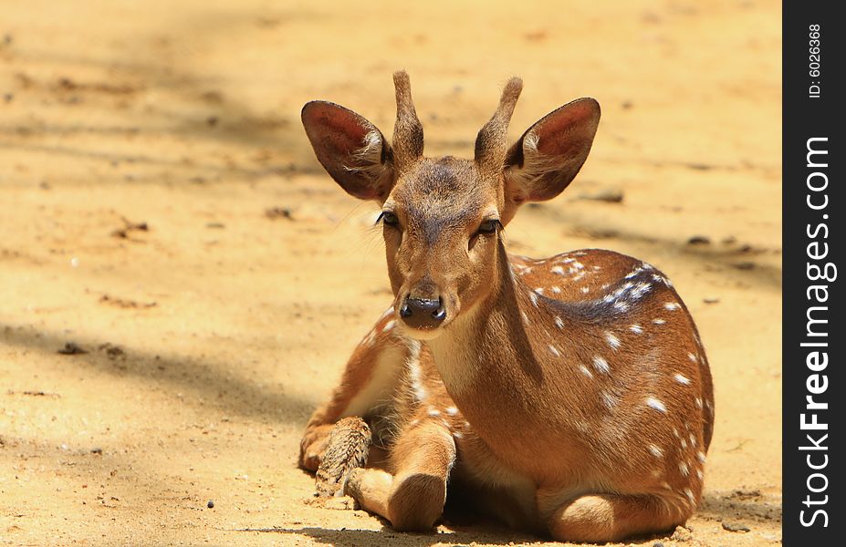 Spotted deer sitting and looked so innocent