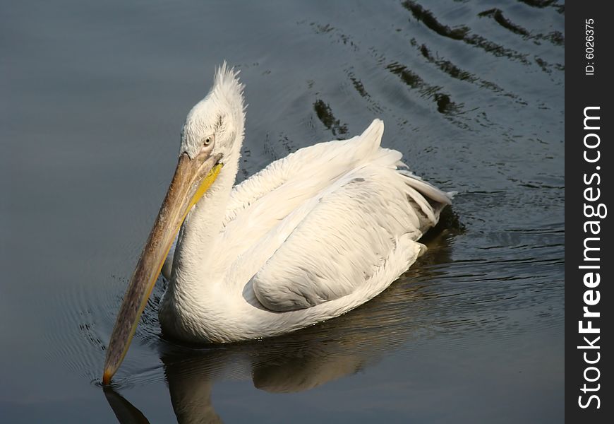 Pelicans, birds, animals, feather, canal, beak,