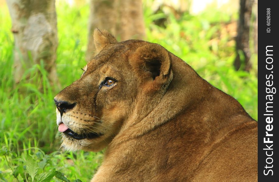 Lioness is looking in late afternoon, the gloden glow of sunlight enhanced glamour of the charismatic face