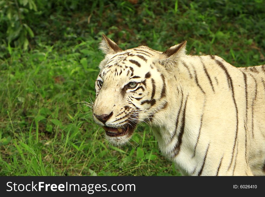 Siberian Tiger is in the meadow