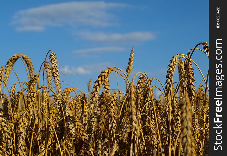 Golden wheat crops against blue sky. Golden wheat crops against blue sky