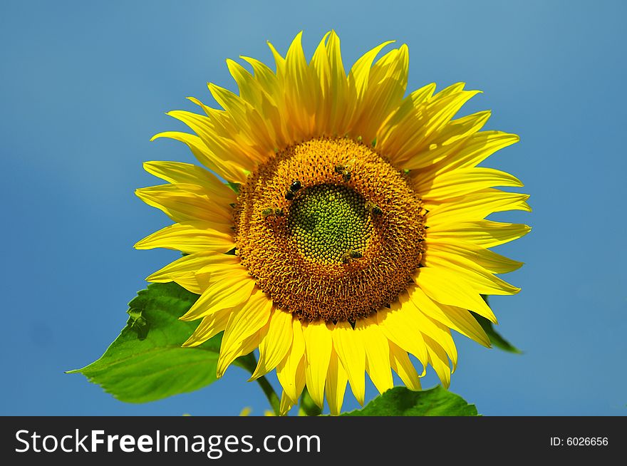 Sunflower with bees in a field. Sunflower with bees in a field