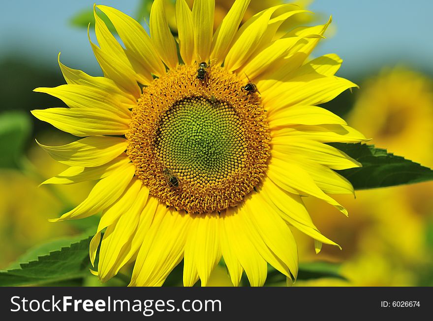 The sunflower in a field