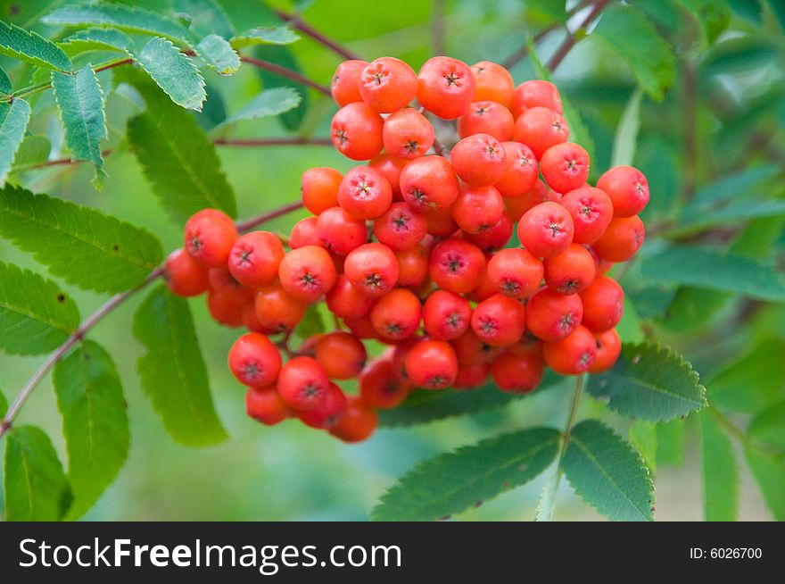 Summer berries