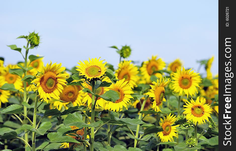 Sunflowers in a field on a sunny day.