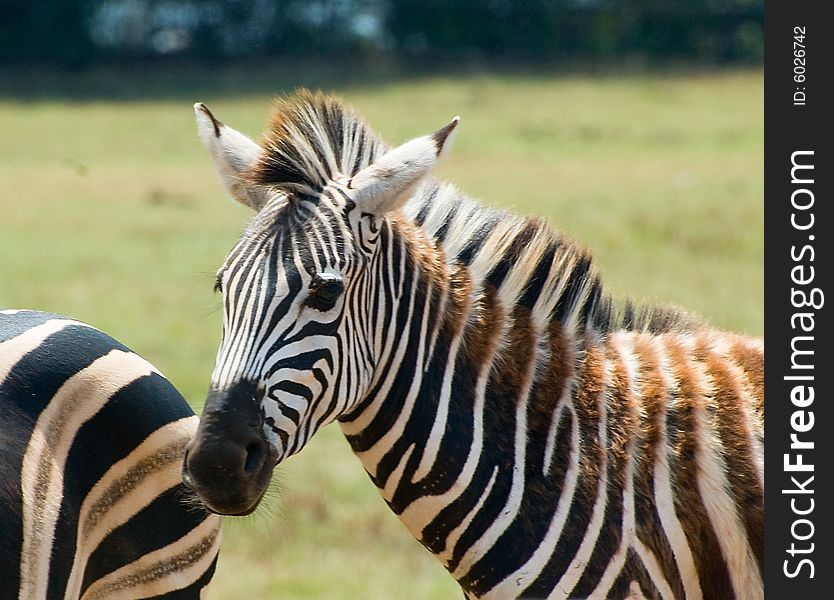 Photo of zebra head illuminated by warm evening sky