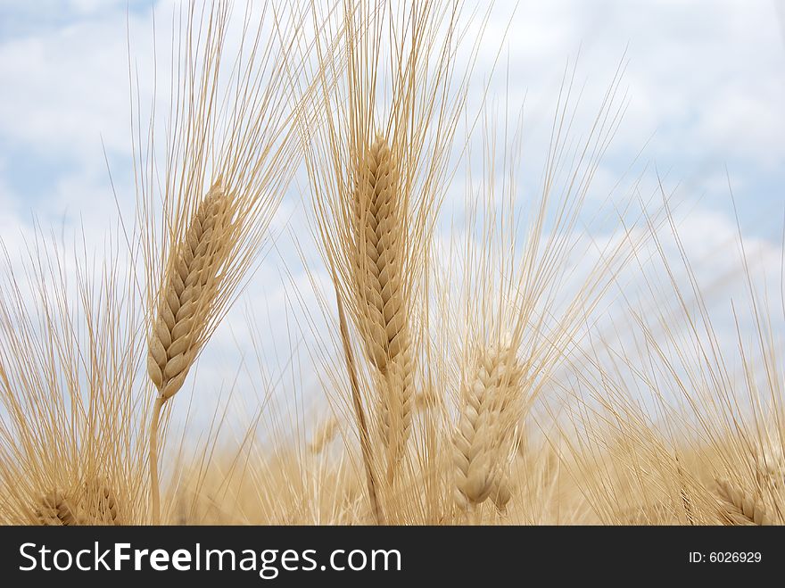Wheat ears on sky background.