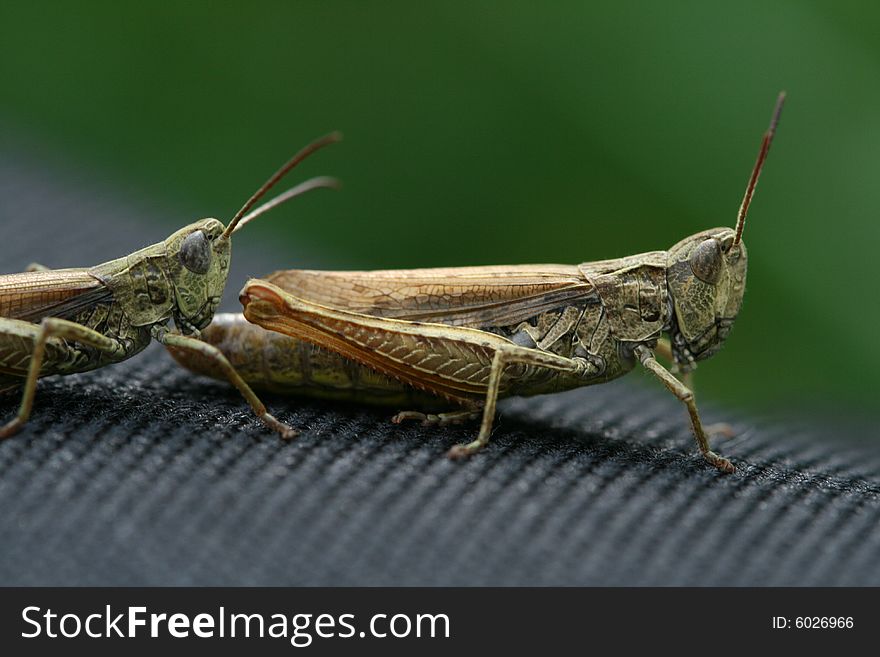 Close up photo with two grasshoppers.