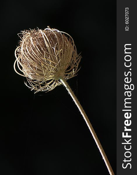 Dry flower on black background