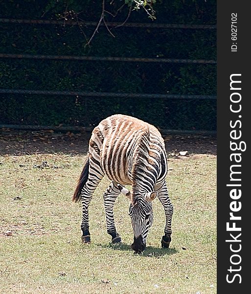 Photo of grazing young zebra illuminated by warm evening sky