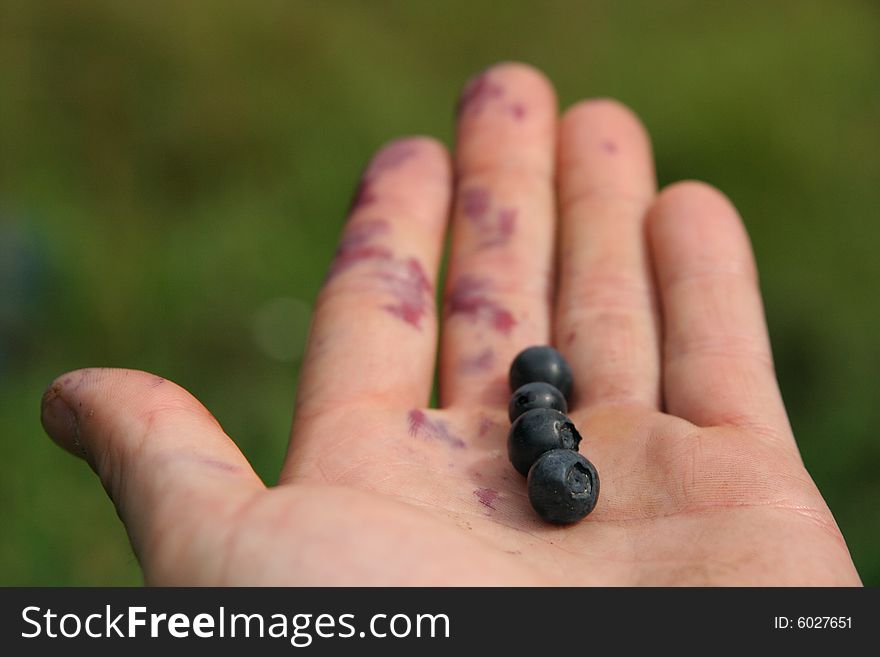 Blueberries on the dirty hand. Blueberries on the dirty hand