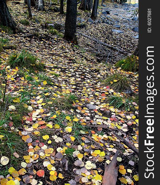 Colorful defoliation leaves on the path of forest. Colorful defoliation leaves on the path of forest