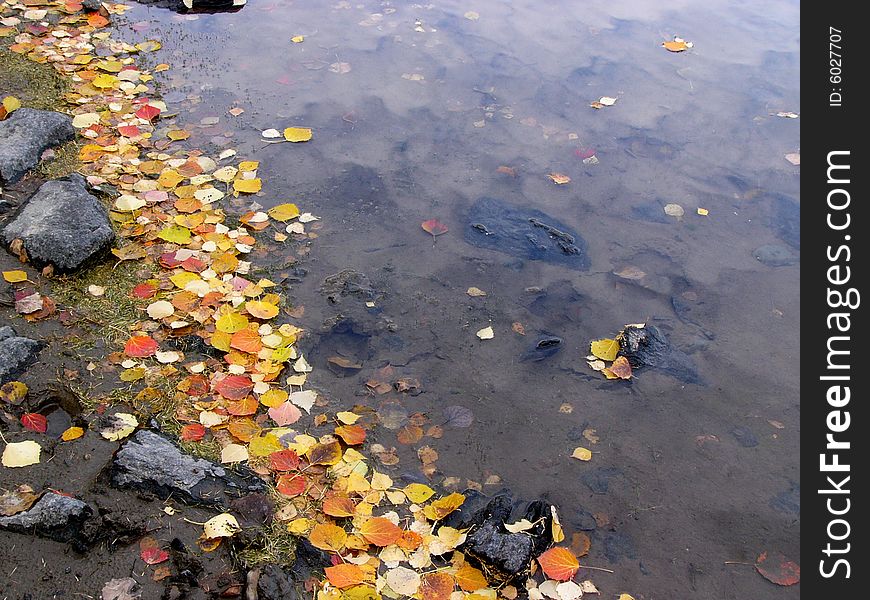 Colorful defoliation leaves on the riverside. Colorful defoliation leaves on the riverside.