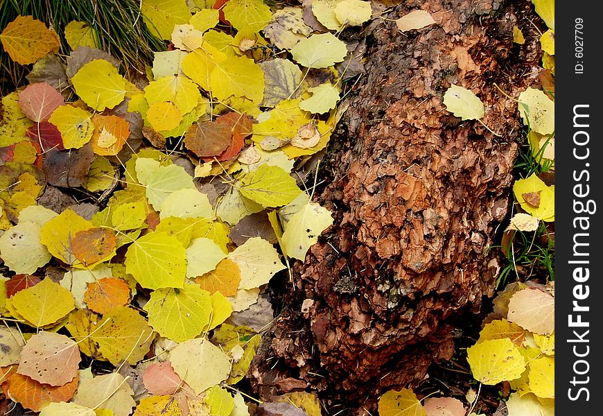 Colorful defoliation leaves on the ground. Colorful defoliation leaves on the ground