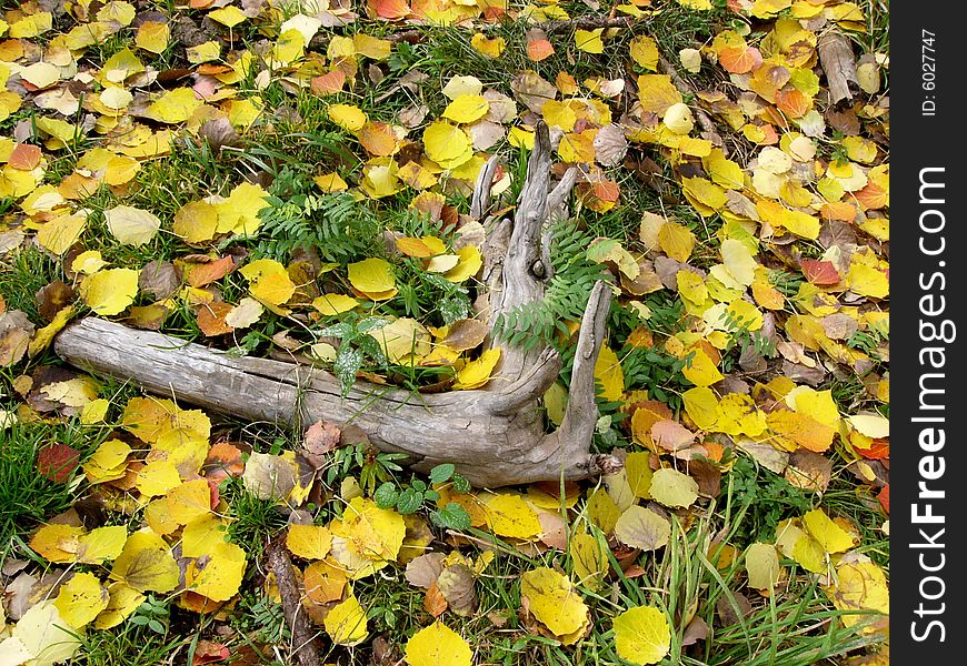 Colorful defoliation leaves on the ground of the forest. Colorful defoliation leaves on the ground of the forest