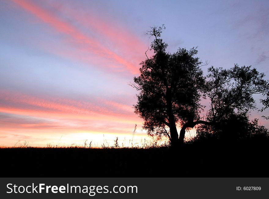 Silhouette of the tree on the sunset sky. Silhouette of the tree on the sunset sky