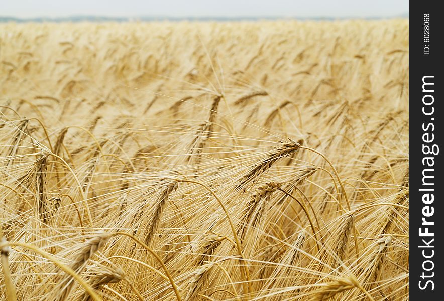 Background of summer wheat field. Background of summer wheat field