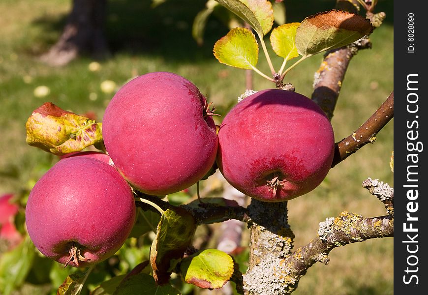 Ripe Apples On A Branch In The Orchard