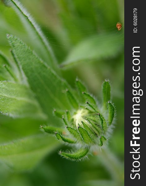 Macro photo of the green bud of flower and cobweb