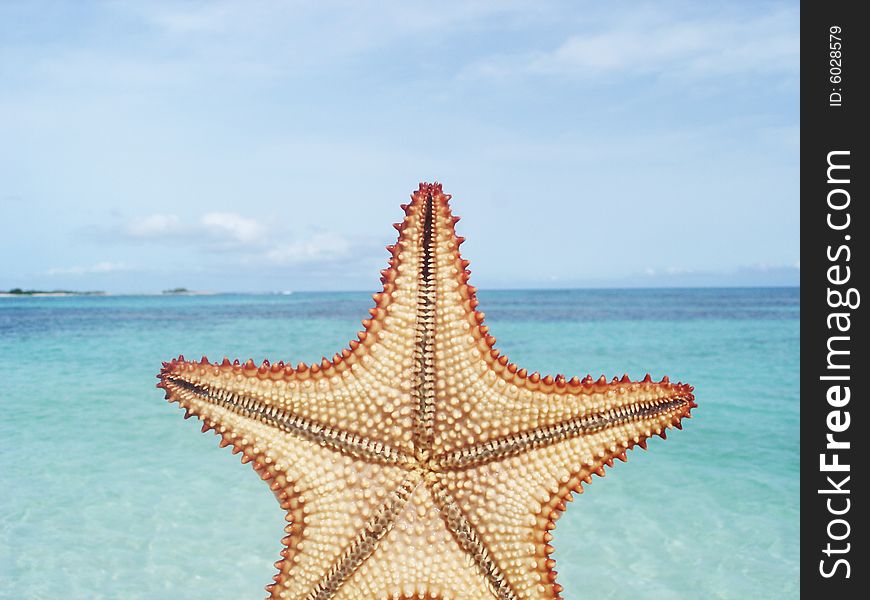 Starfish at the edge of the beach