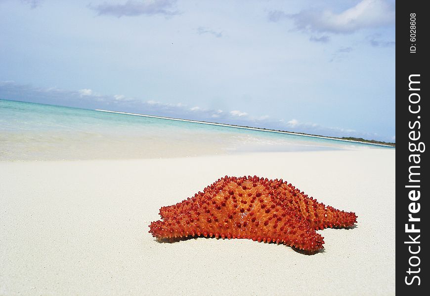 Starfish on the shore of the Sea