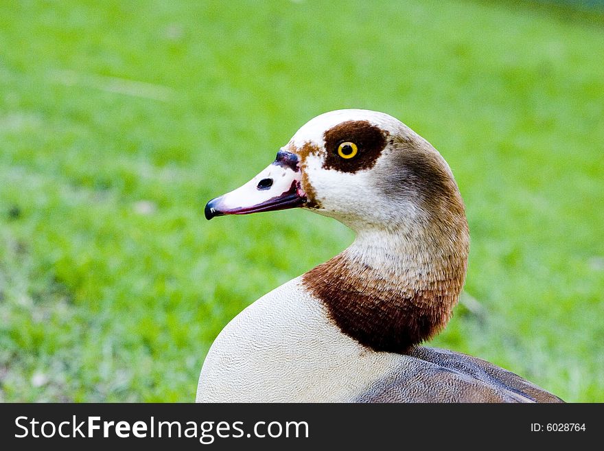 Close up of a gooses neck