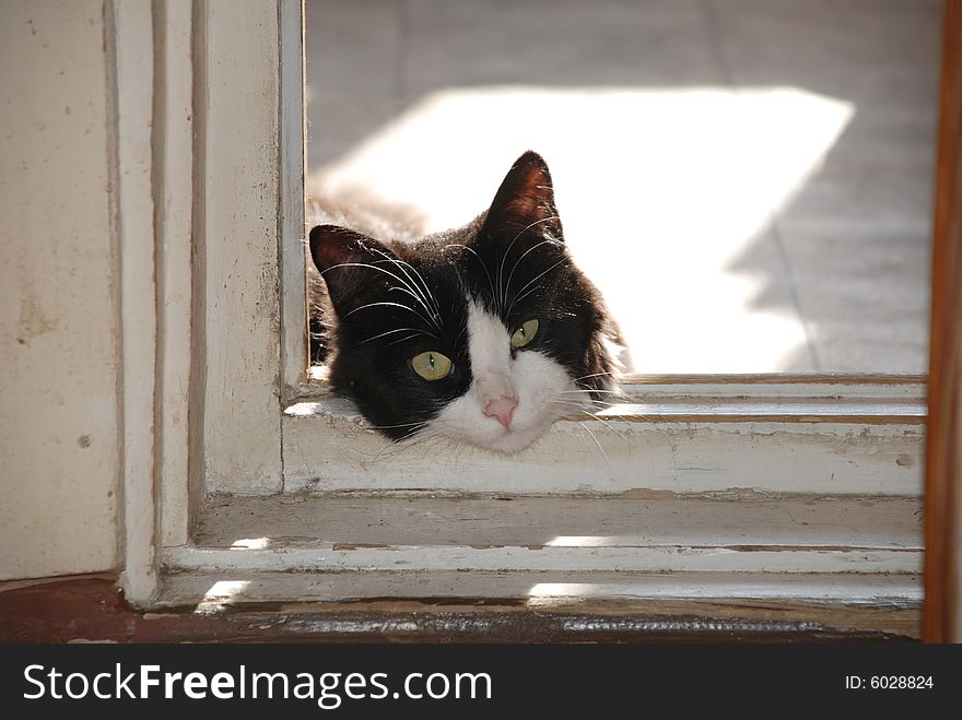 Black cat in a doorway