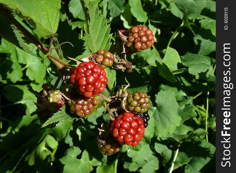 Unripe blackberries shrub in garden,