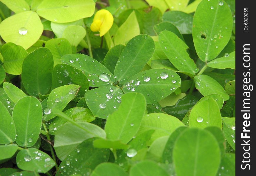 Rain Drops in Green Leafs