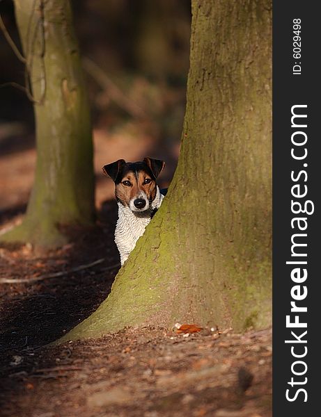 Jack Russel Henk is sitting behind a tree