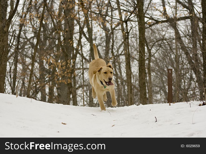 Yellow Lab Having a ball in the snow. Yellow Lab Having a ball in the snow.