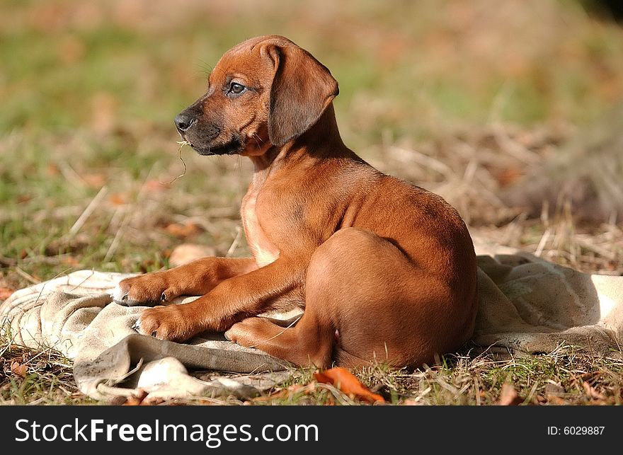 A Rhodesian Ridgeback Puppy is looking after his brothers and sisters