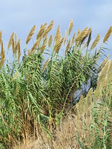 Beach Grasses, Israel Stock Image Beach Grasses, Israel Stock Image