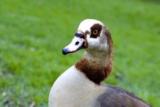 A Goose Royalty Free Stock Photo A Goose Royalty Free Stock Photo
