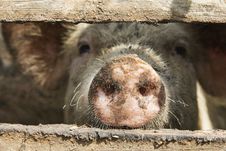 Pig Nose! Royalty Free Stock Photos