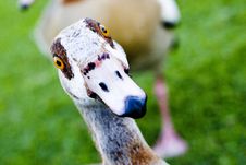 A Goose Royalty Free Stock Image