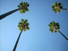 Palms Square Stock Photos Palms Square Stock Photos