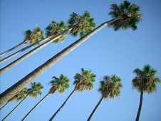 Palms Parallelism Stock Photography Palms Parallelism Stock Photography