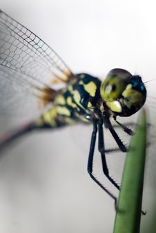 Red-tail Dragonfly Royalty Free Stock Photos