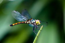 Red-tail Dragonfly Royalty Free Stock Images