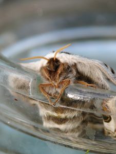 Night Butterfly. A Moth. Royalty Free Stock Photography Night Butterfly. A Moth. Royalty Free Stock Photography