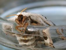 Night Butterfly. A Moth. Stock Photo Night Butterfly. A Moth. Stock Photo