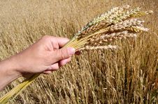 Golden Wheat Field Stock Images Golden Wheat Field Stock Images